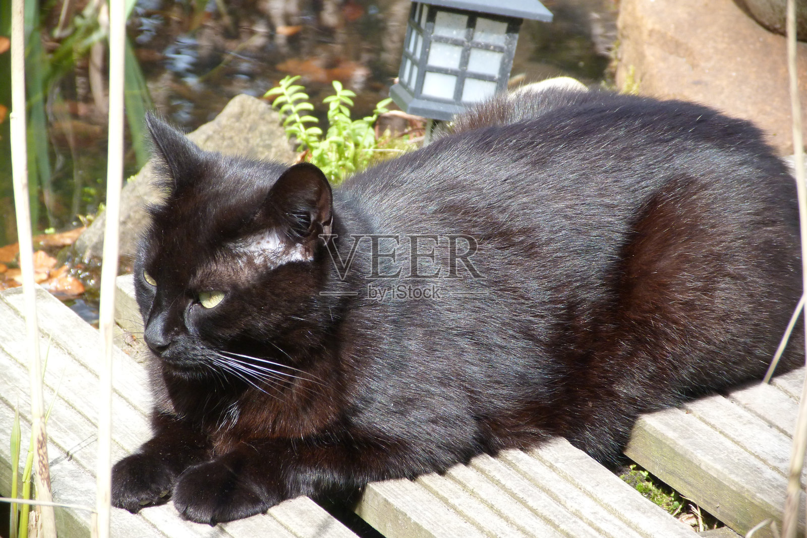 放松的黑猫照片摄影图片