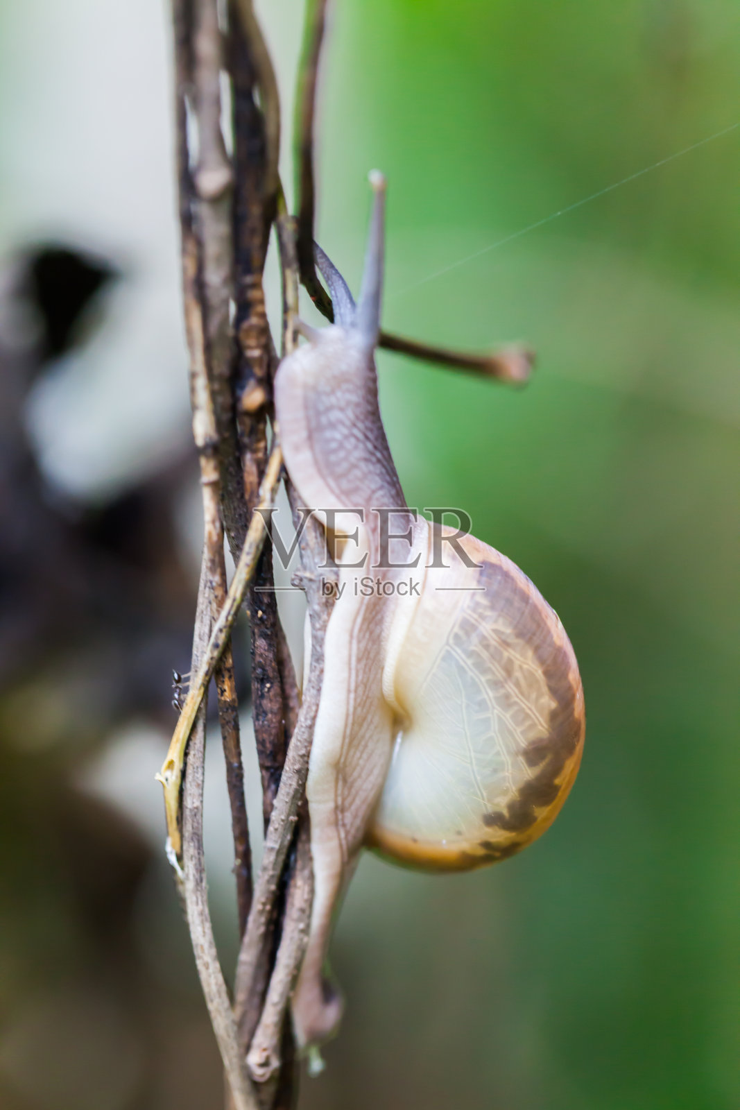 在植物的绿色茎上爬行的蜗牛照片摄影图片