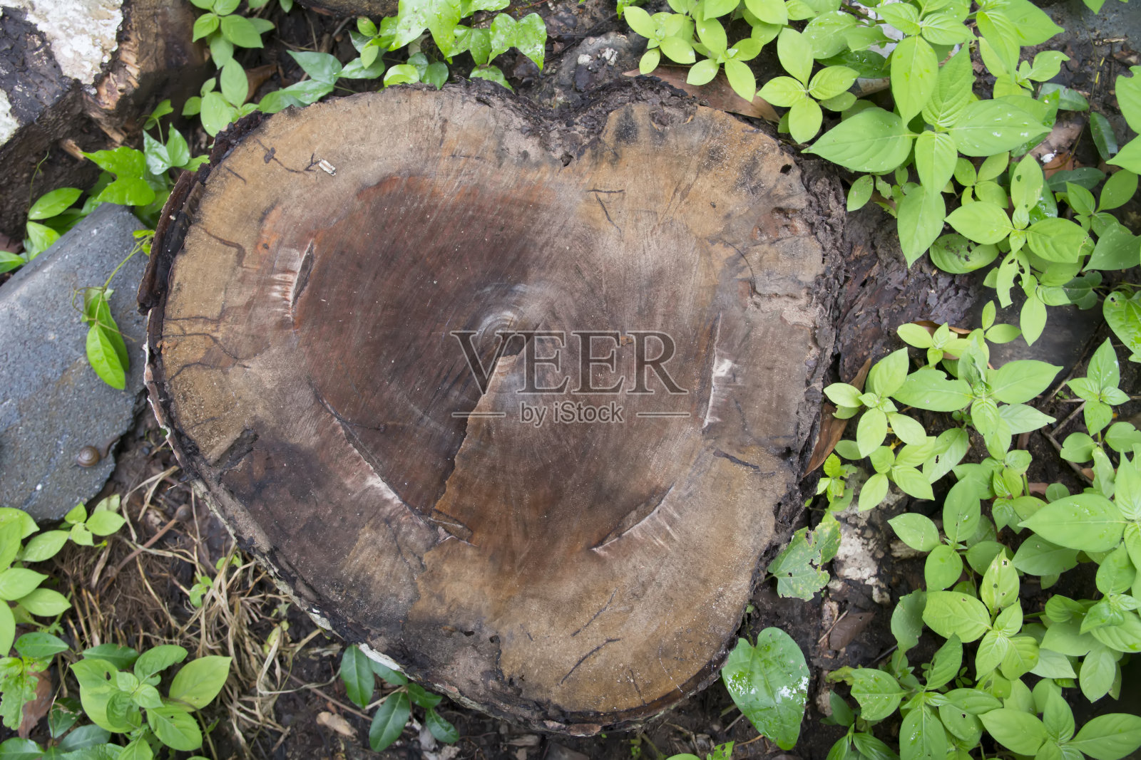 公园里的树桩。心的形状。照片摄影图片