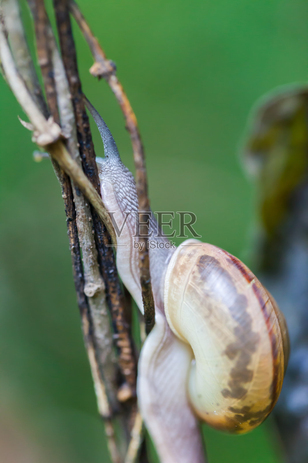 在植物的绿色茎上爬行的蜗牛照片摄影图片