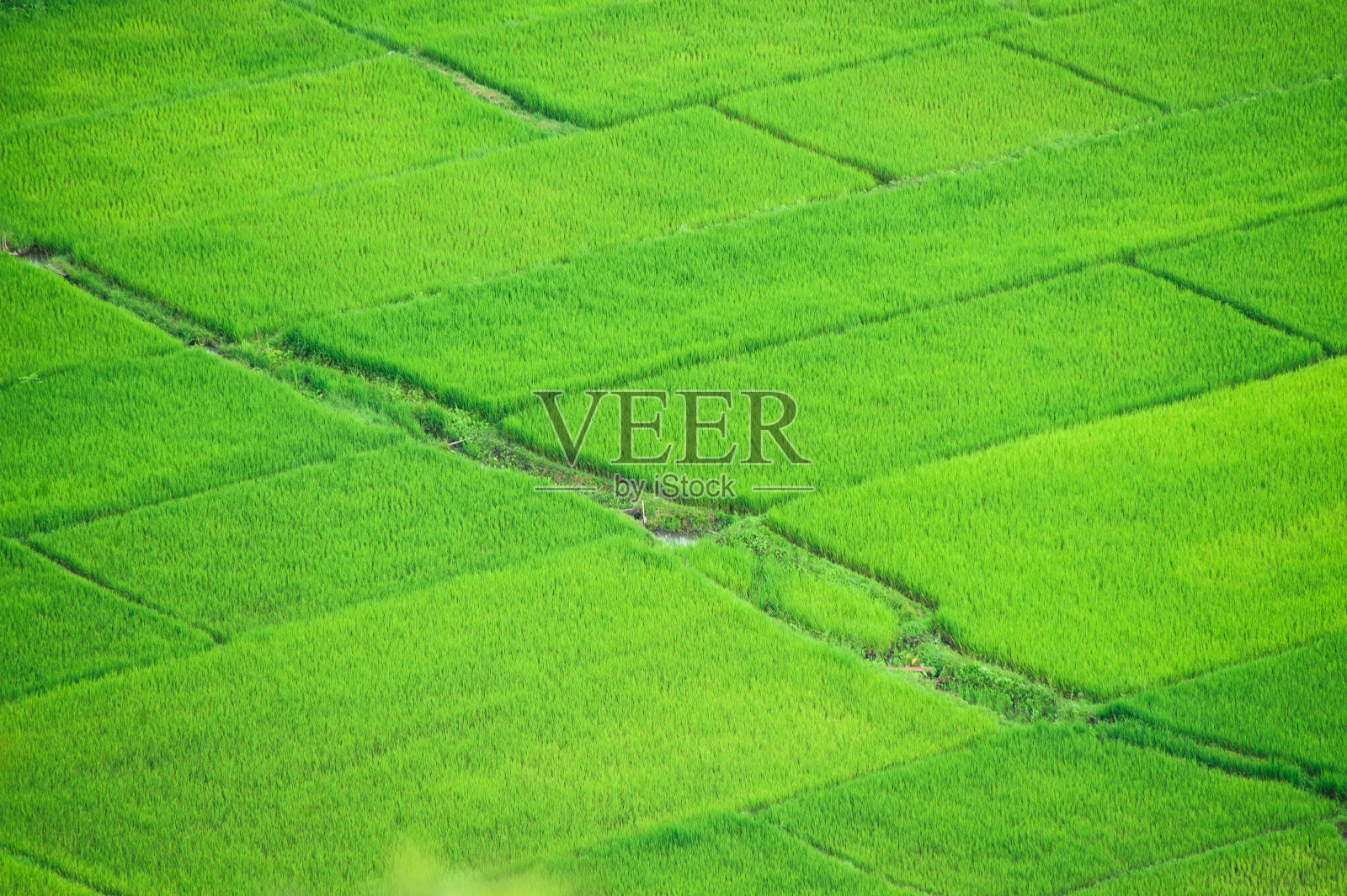 泰国稻田照片摄影图片