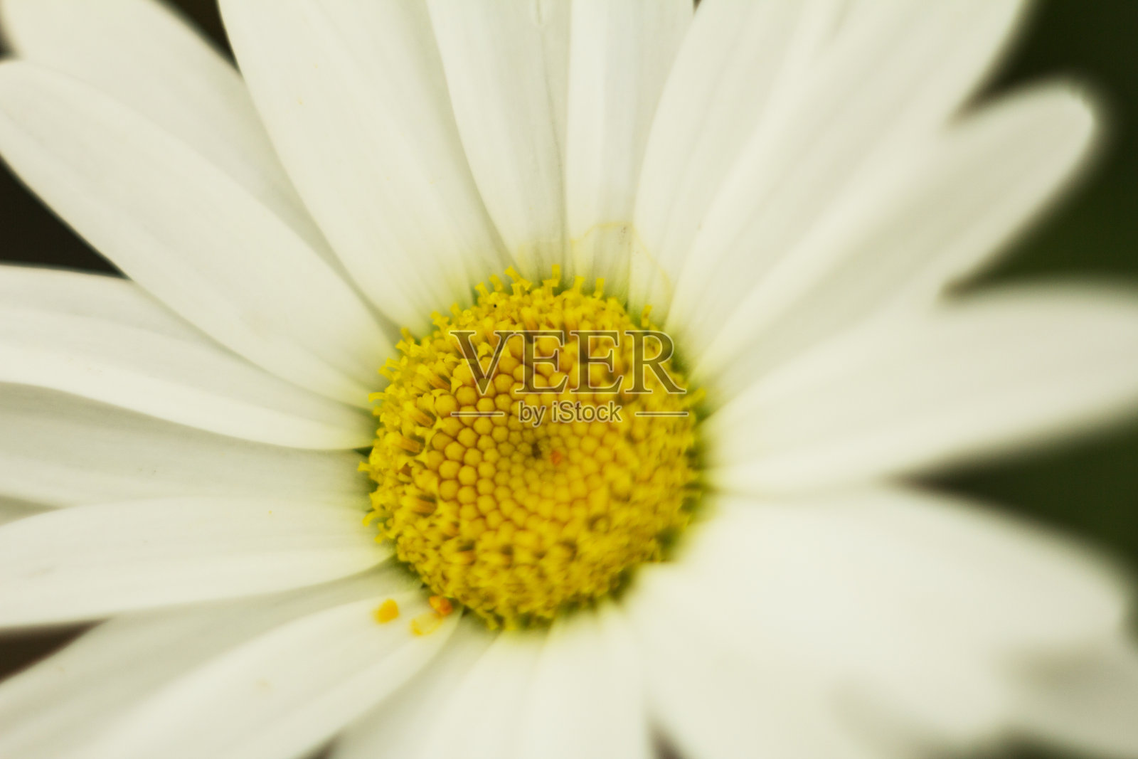 近处是白色的甘菊照片摄影图片