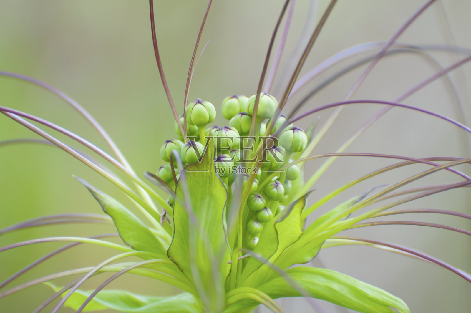 花近距离照片摄影图片