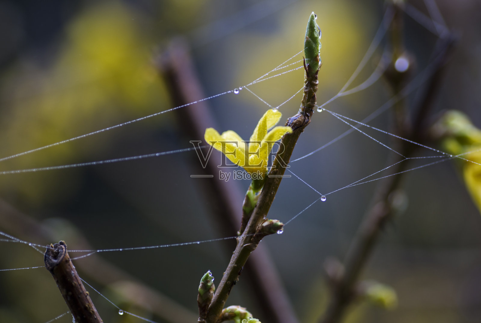 连翘在春天发芽照片摄影图片