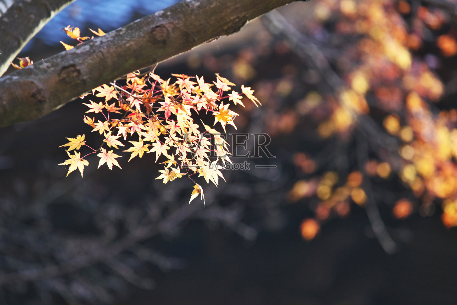 枫木照片摄影图片