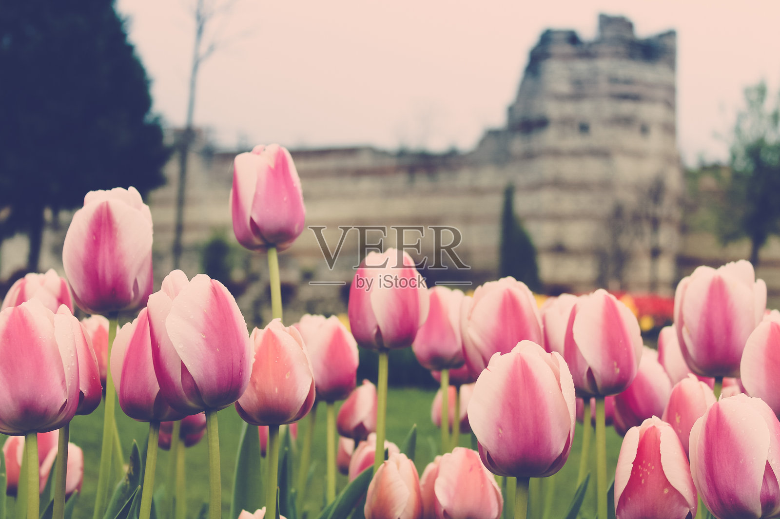 城堡里的粉色郁金香照片摄影图片