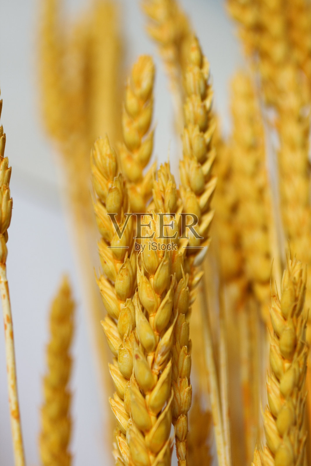 耳朵照片摄影图片