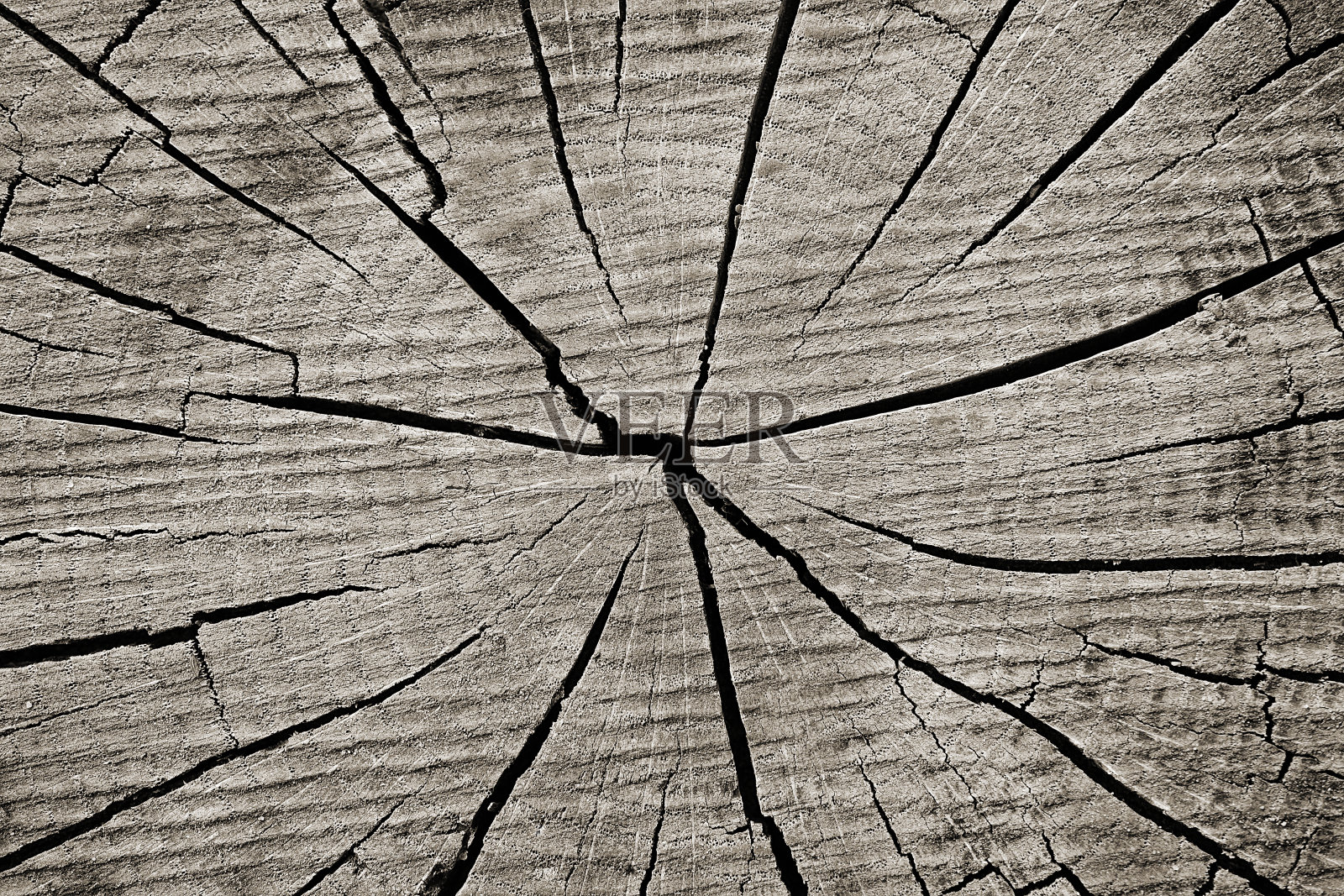 树干纹理或背景照片摄影图片