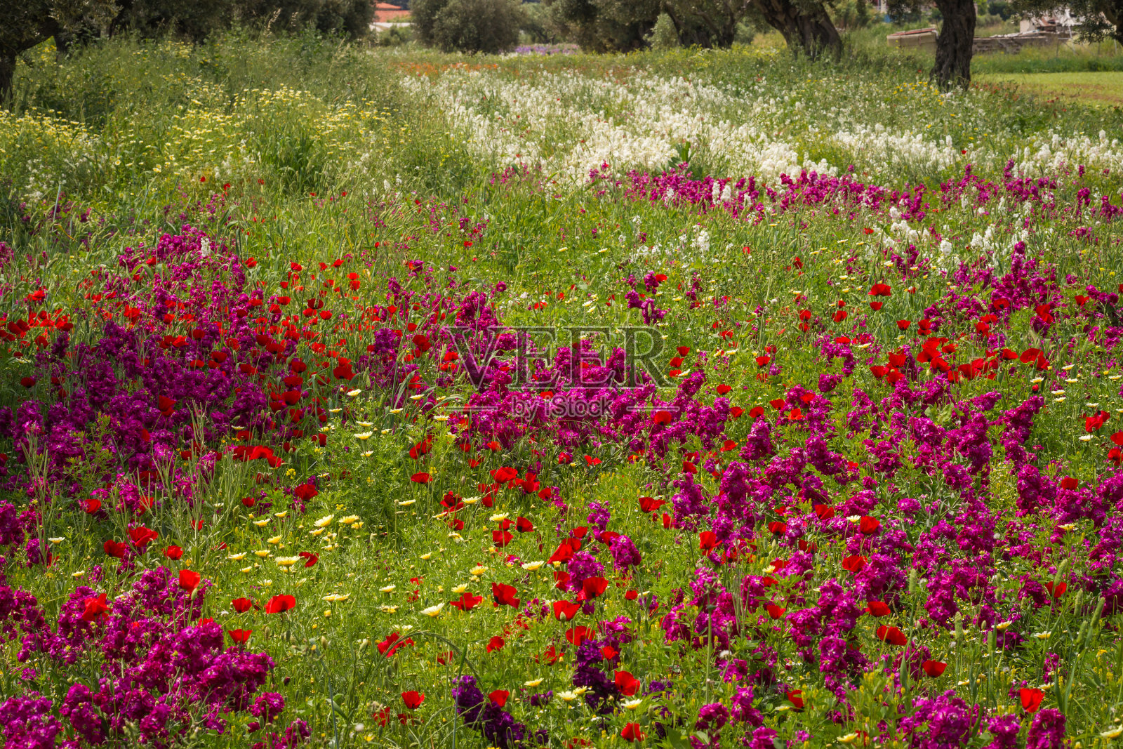 希腊Schinias的田野里，春花缤纷照片摄影图片
