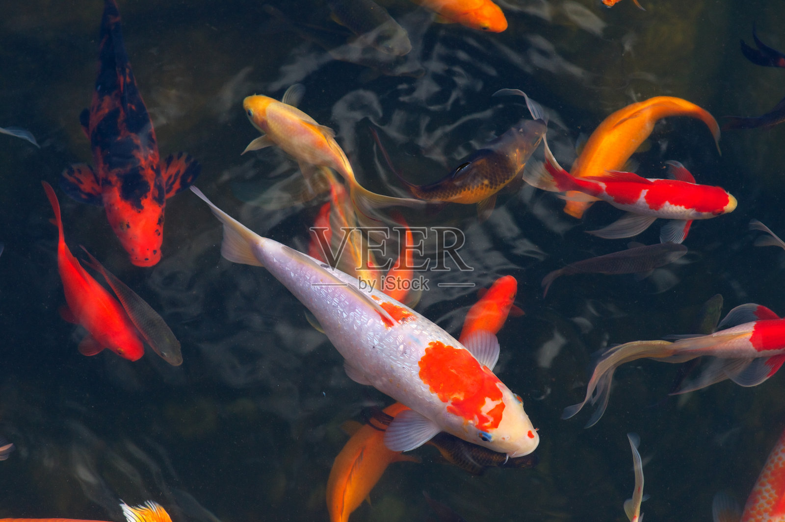 日本鲤鱼(鲤)照片摄影图片