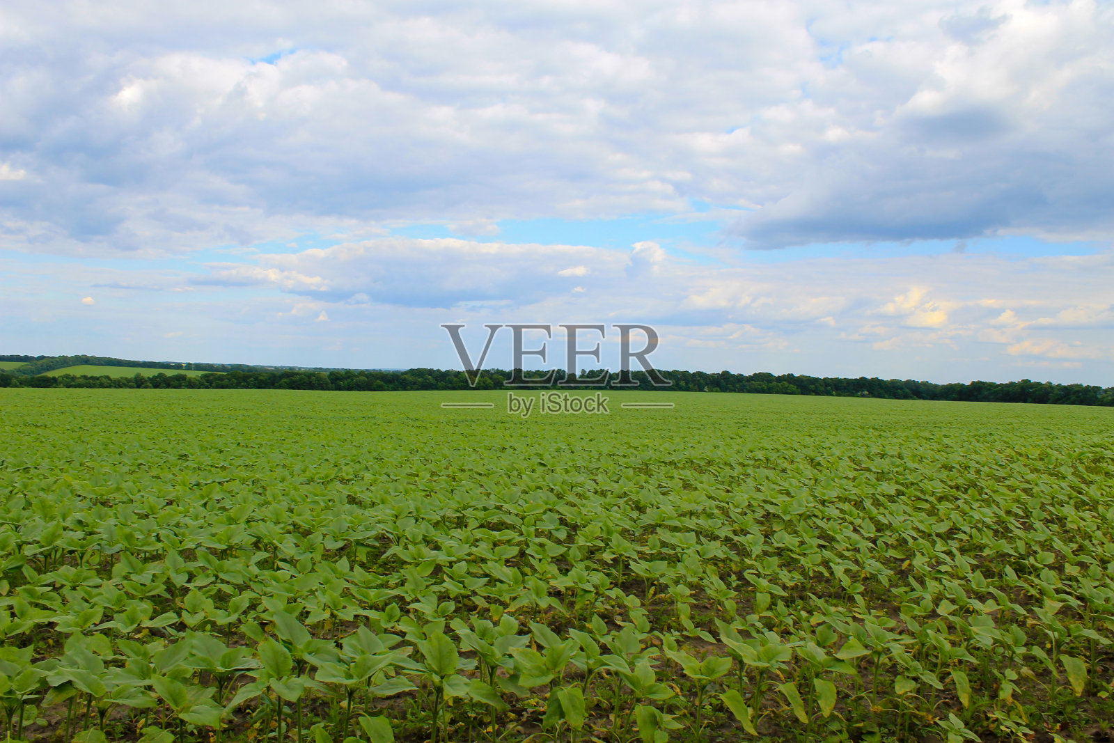 向日葵幼苗田照片摄影图片