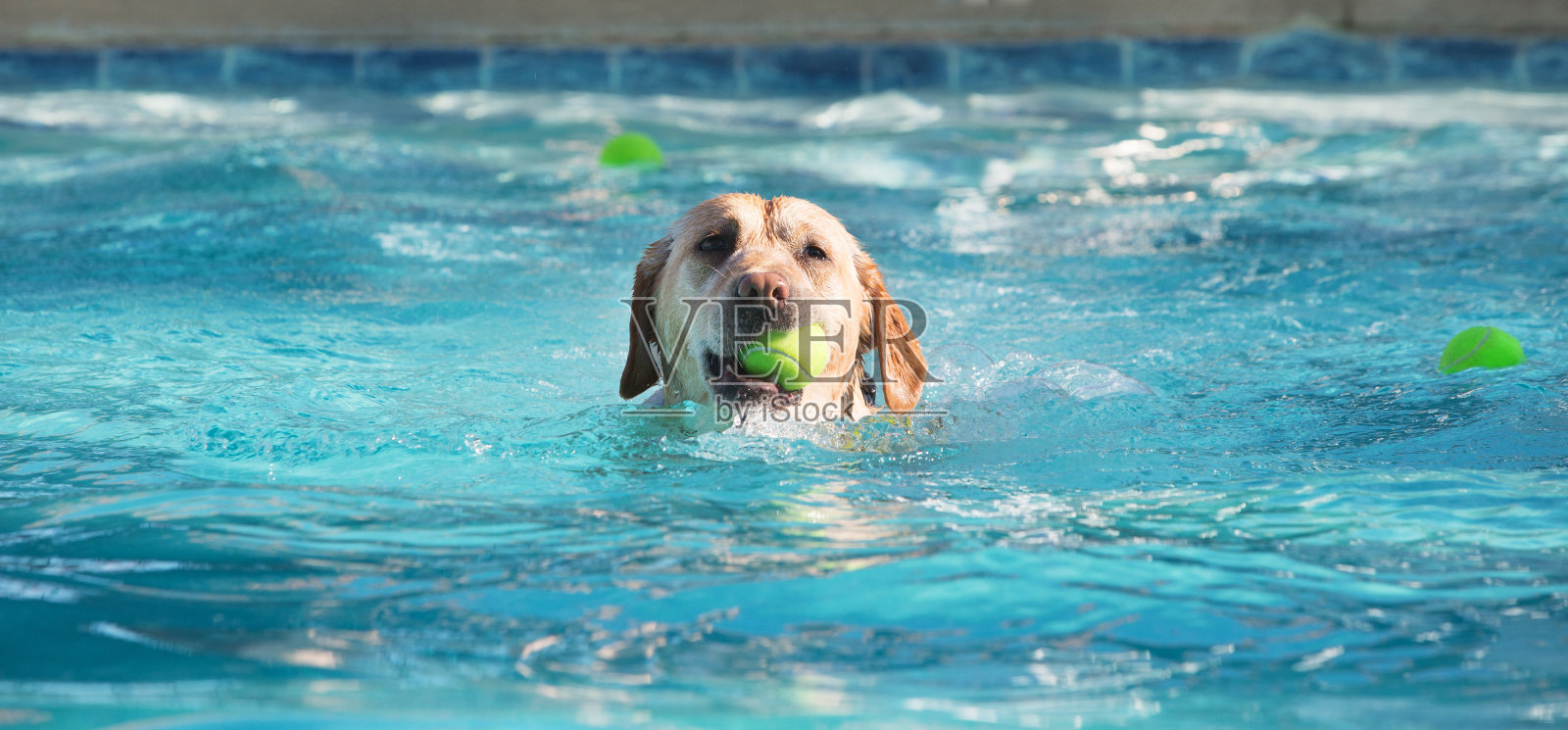 狗嘴里叼着球游泳照片摄影图片