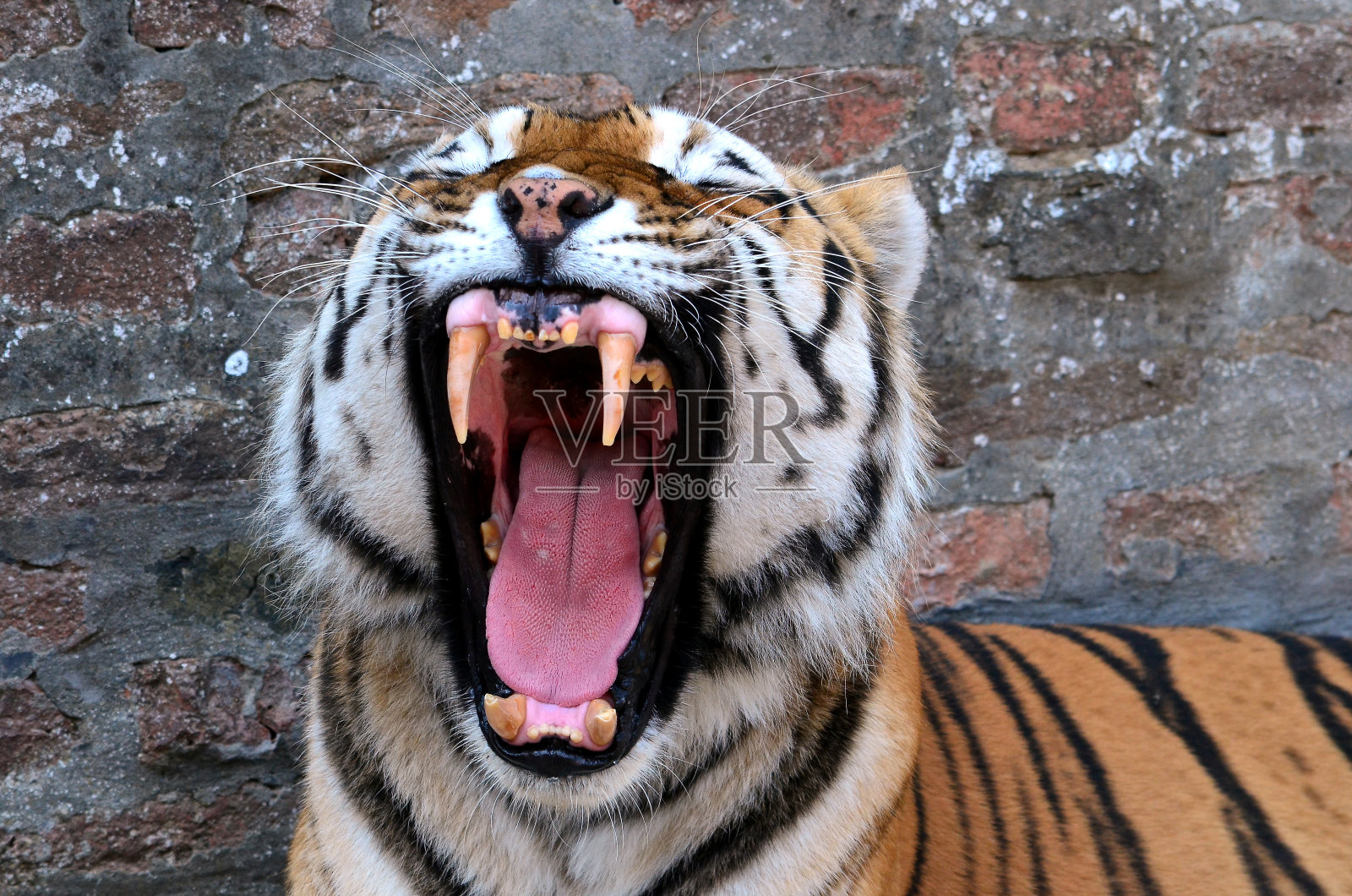 老虎照片摄影图片