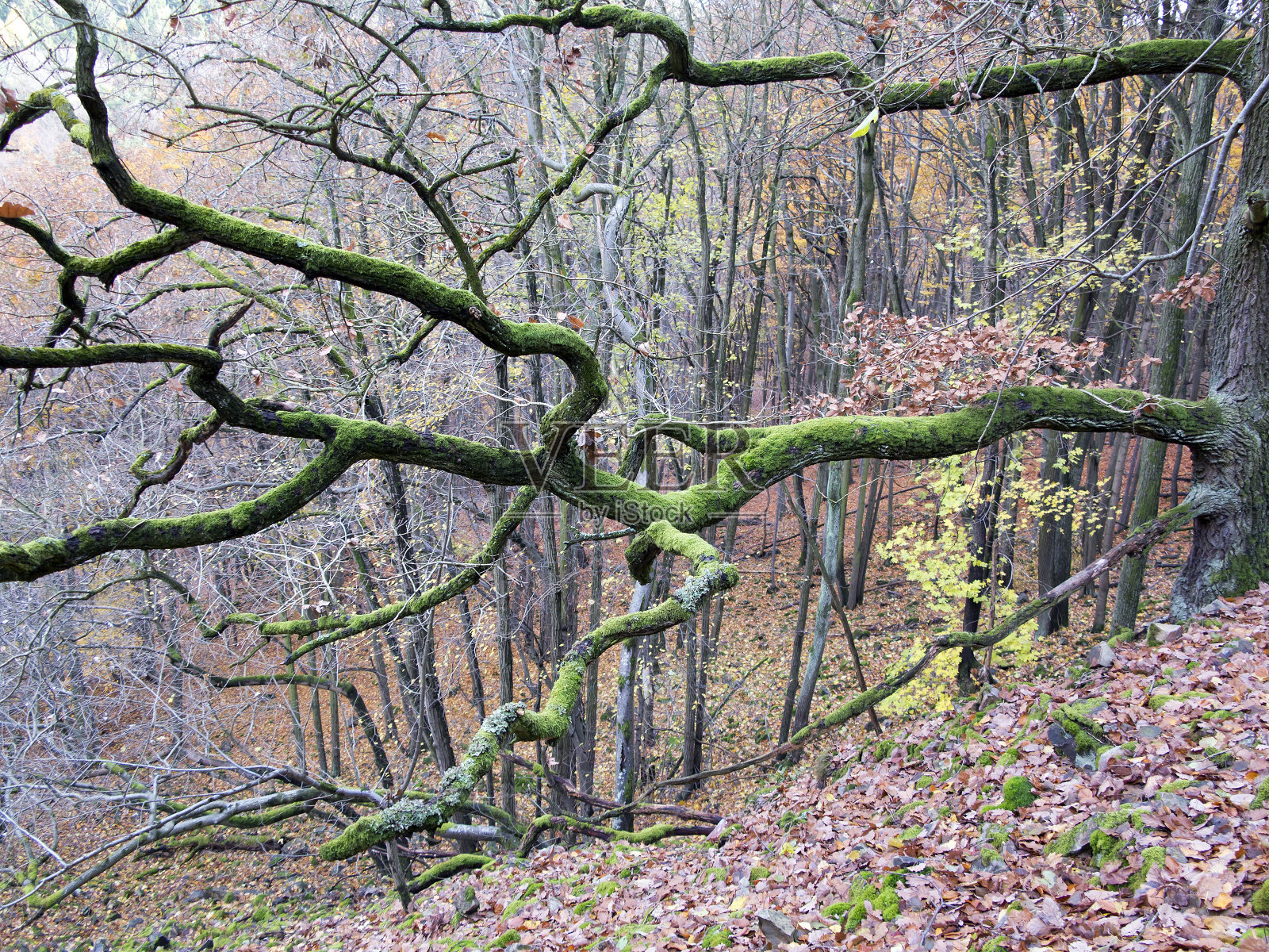 长满苔藓的树枝照片摄影图片
