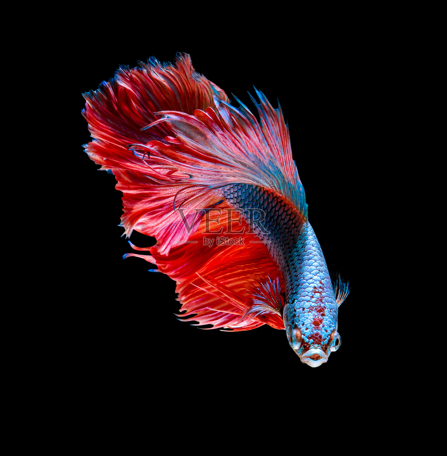 捕捉暹罗斗鱼的动人瞬间照片摄影图片