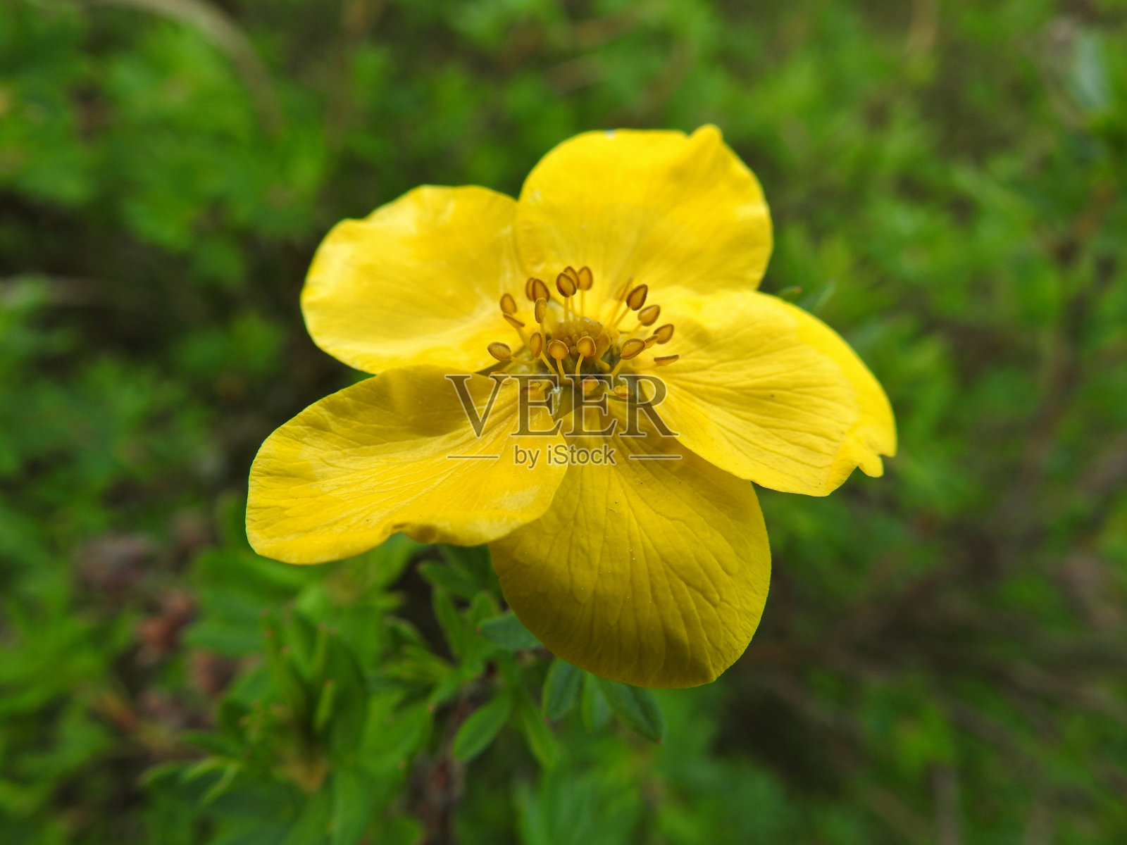 黄色的花照片摄影图片