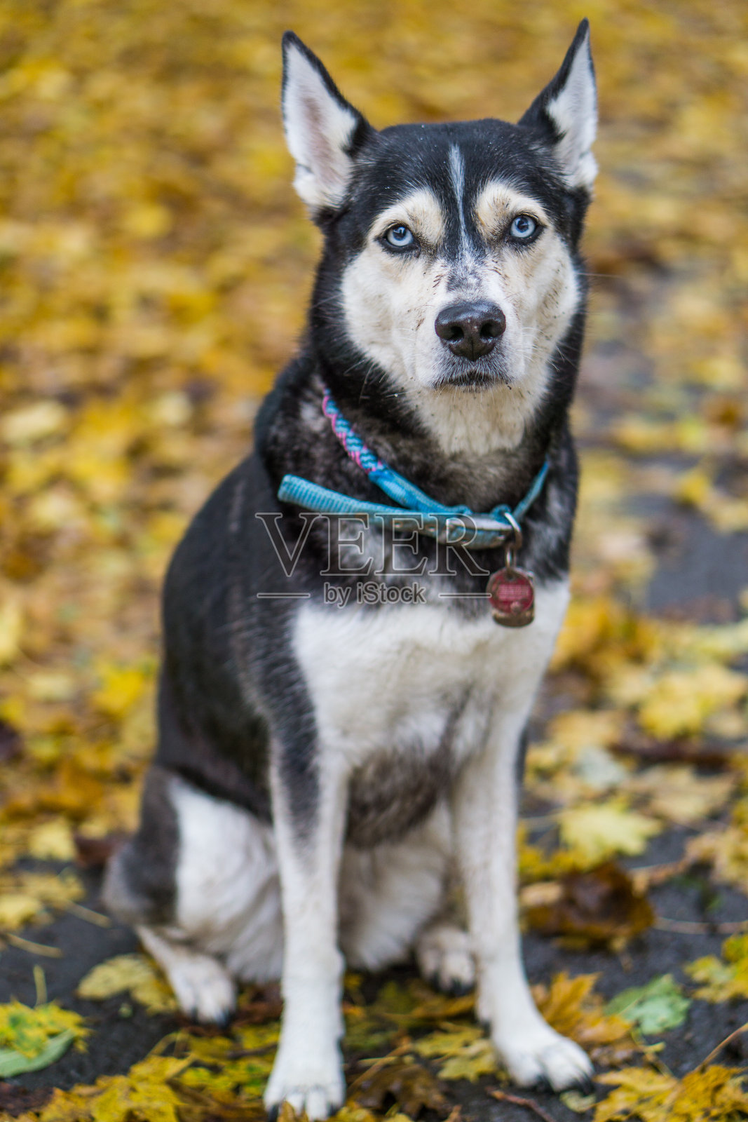 施穆齐格·赫斯基照片摄影图片