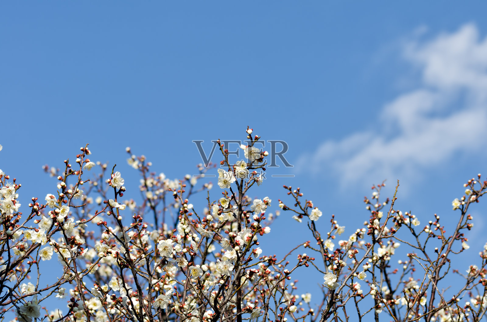 梅花。照片摄影图片