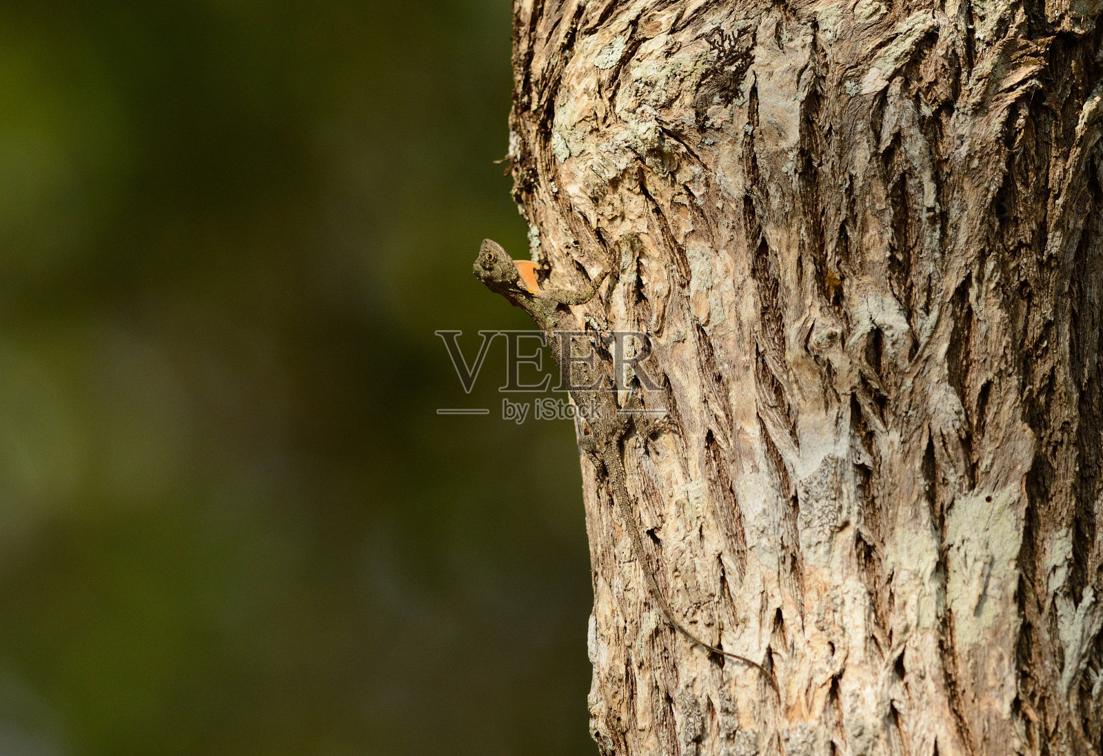 普通飞龙(飞龙飞人)照片摄影图片