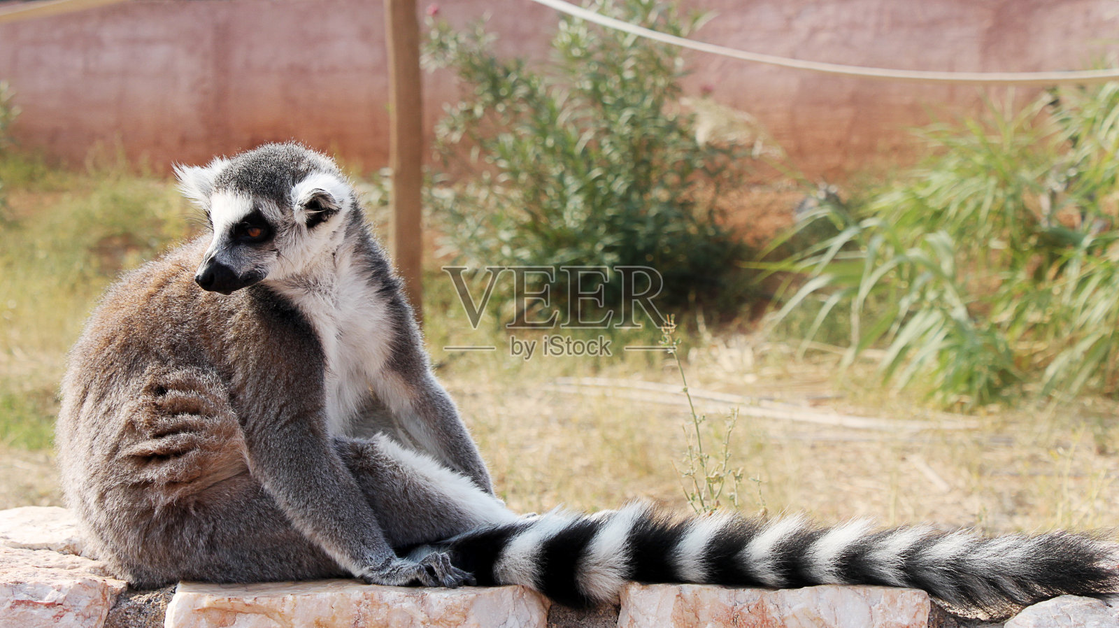 狐猴照片摄影图片