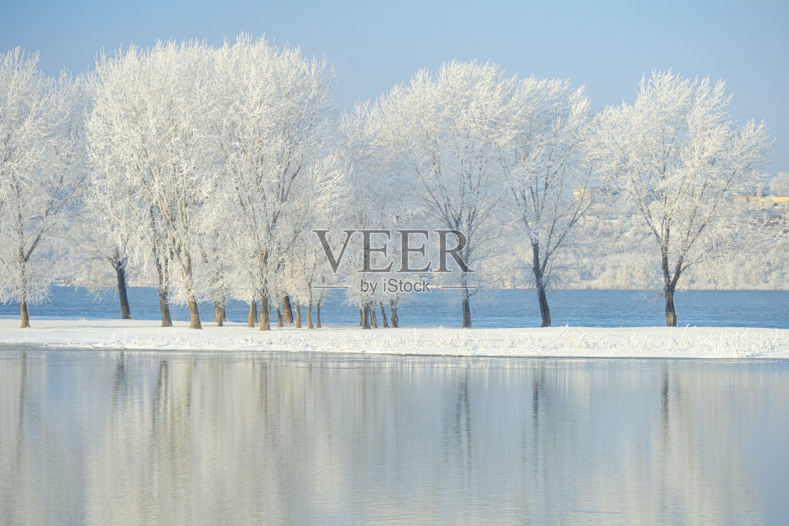 严寒的冬天的树照片摄影图片