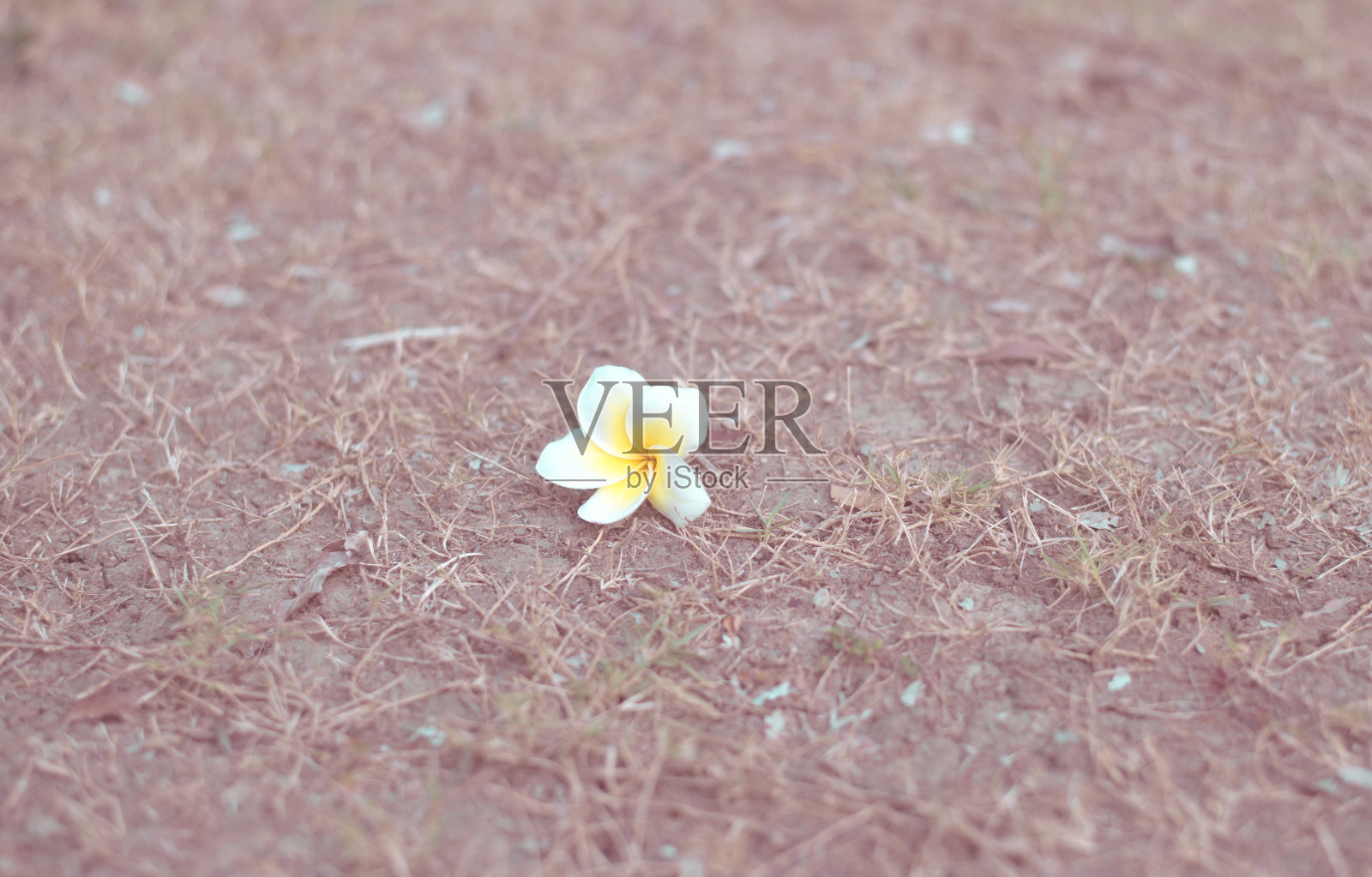 热带花卉鸡蛋花照片摄影图片