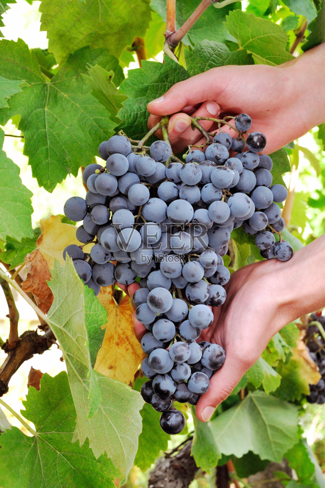 收集一串漂亮的成熟葡萄的手照片摄影图片