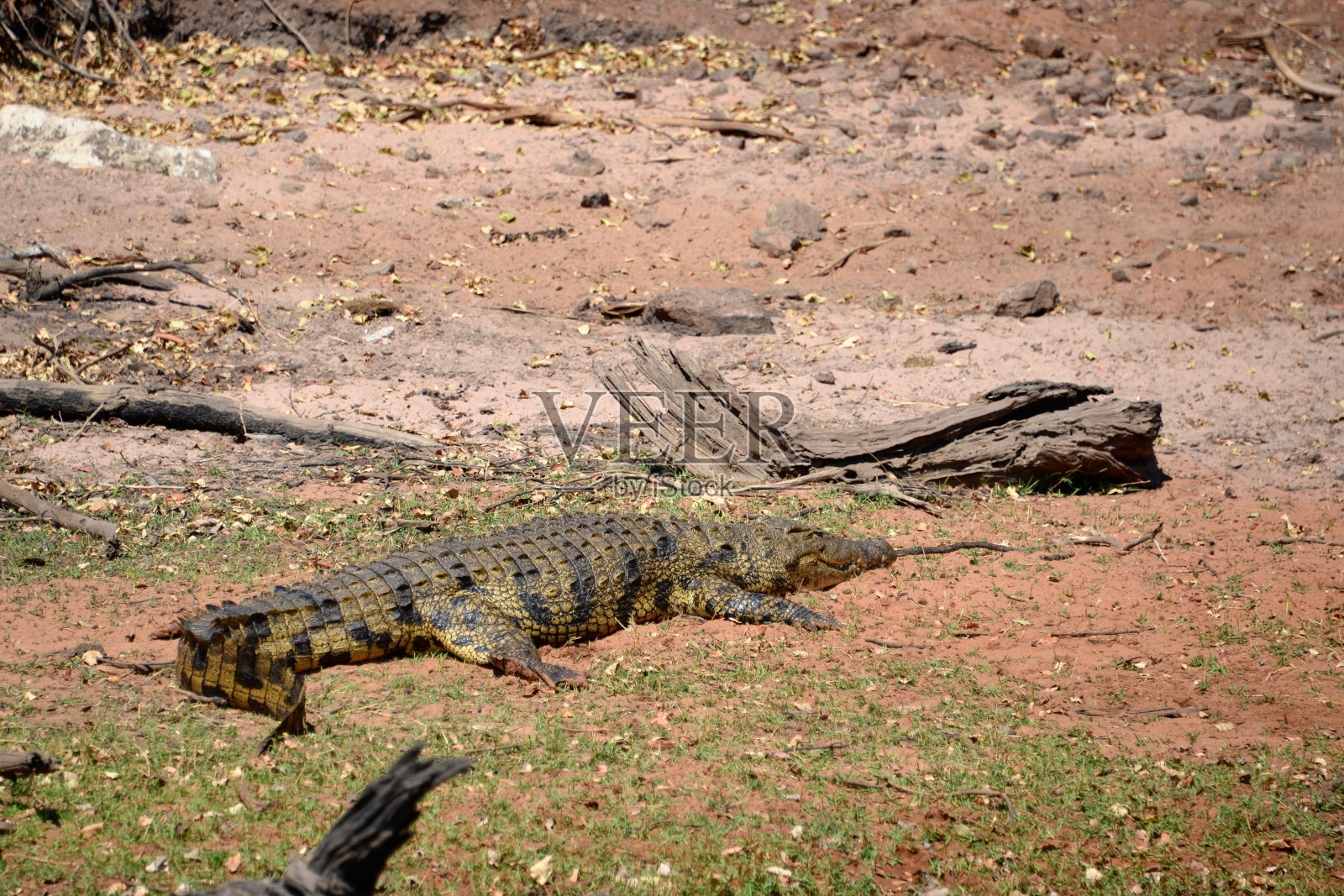 日光浴鳄鱼照片摄影图片