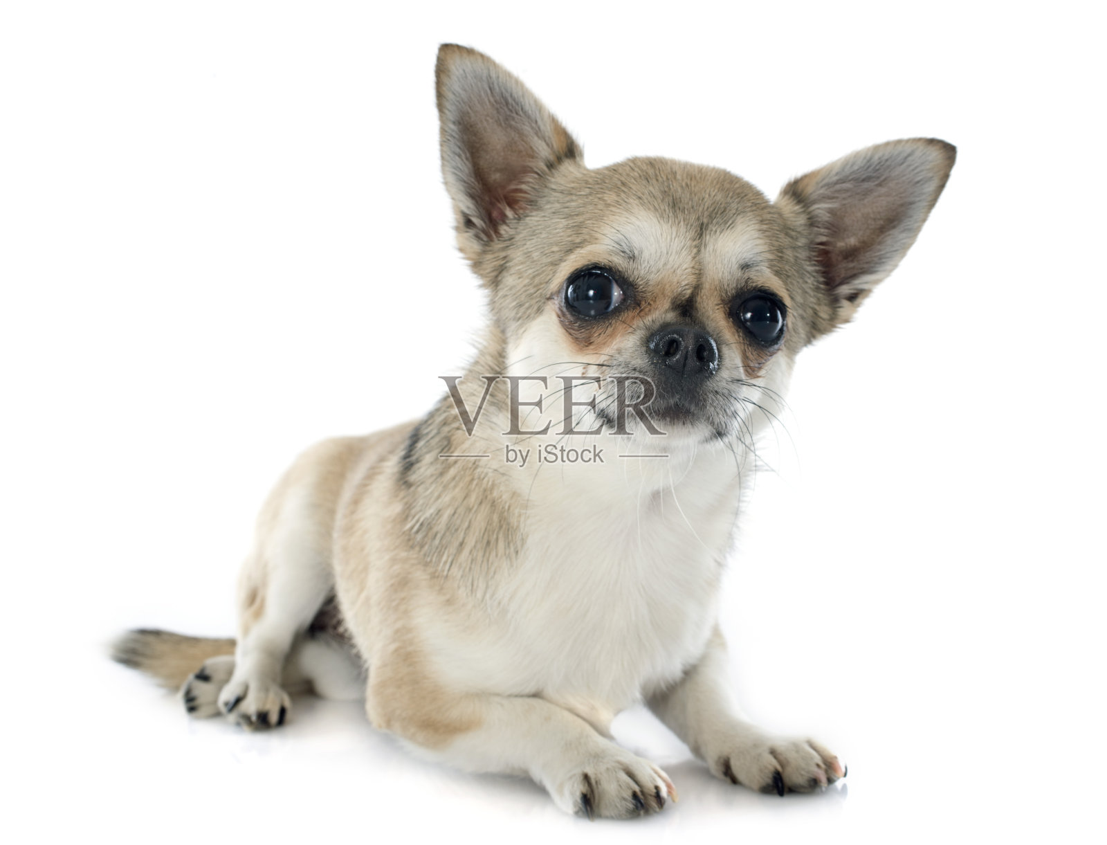 小狗吉娃娃照片摄影图片