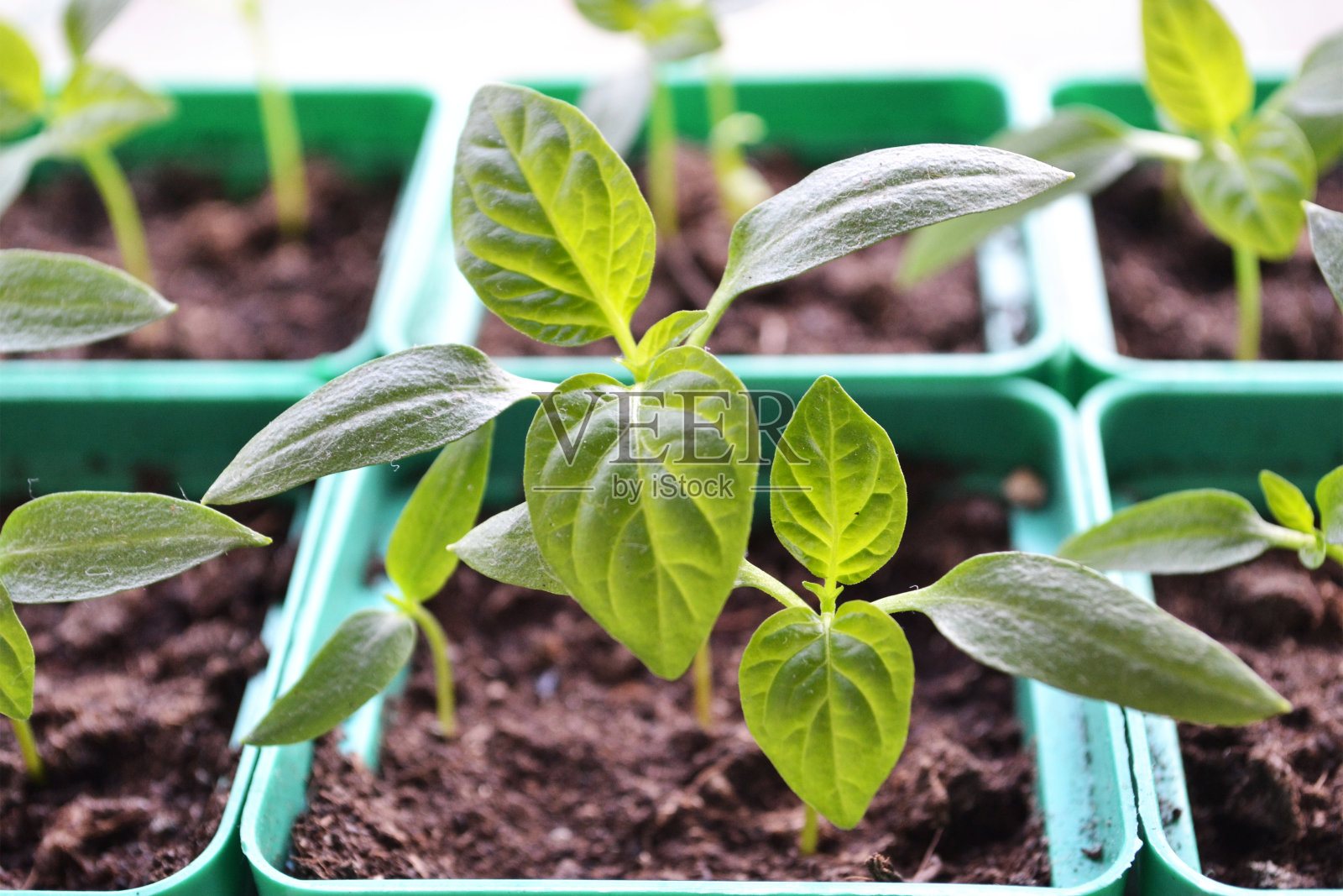 几盆辣椒苗照片摄影图片