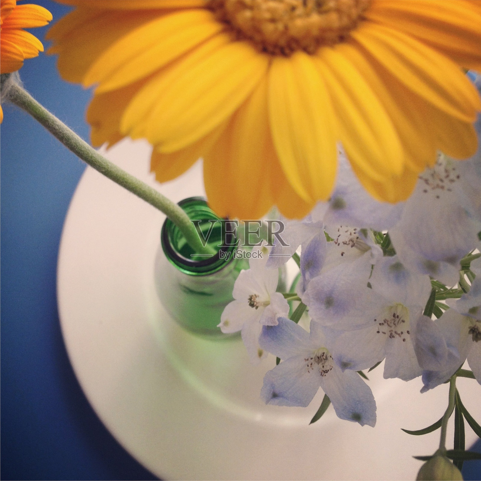 花照片摄影图片