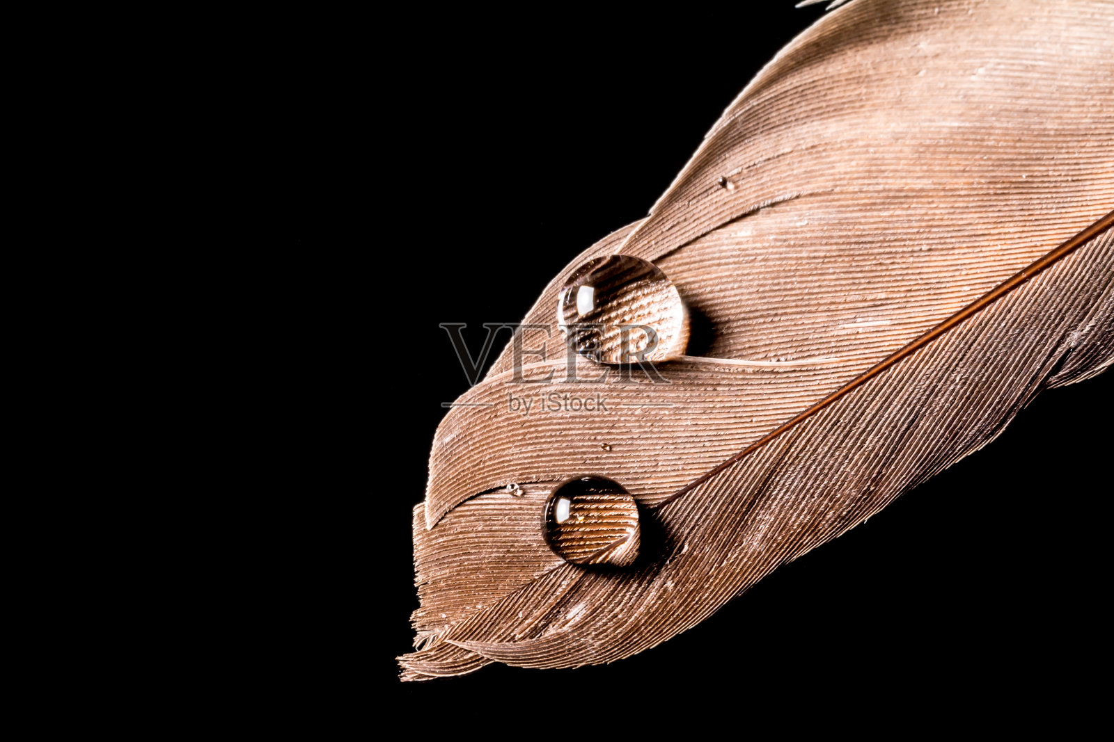 水滴在羽毛宏观纹理照片摄影图片