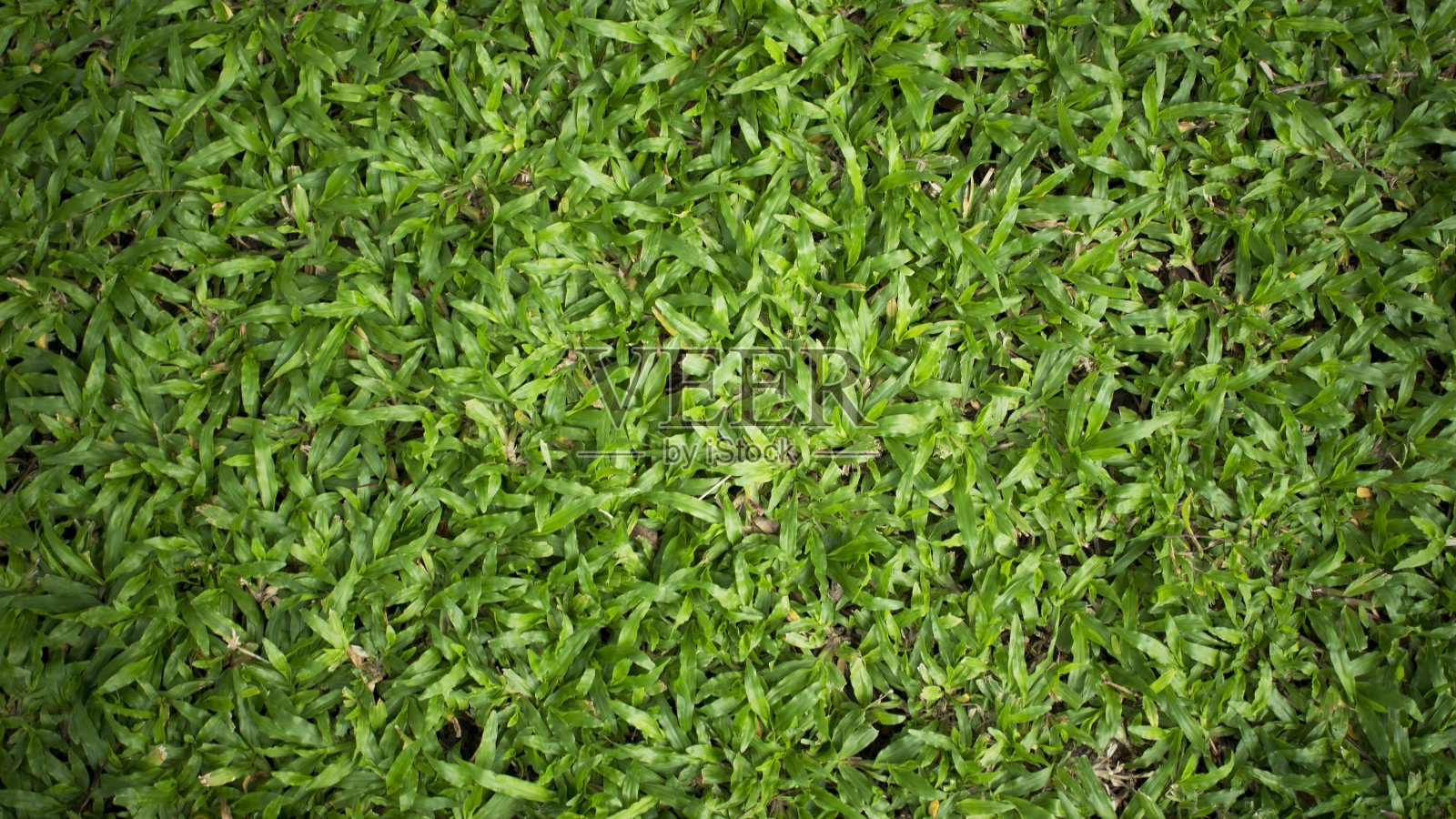 新鲜的绿色田野照片摄影图片