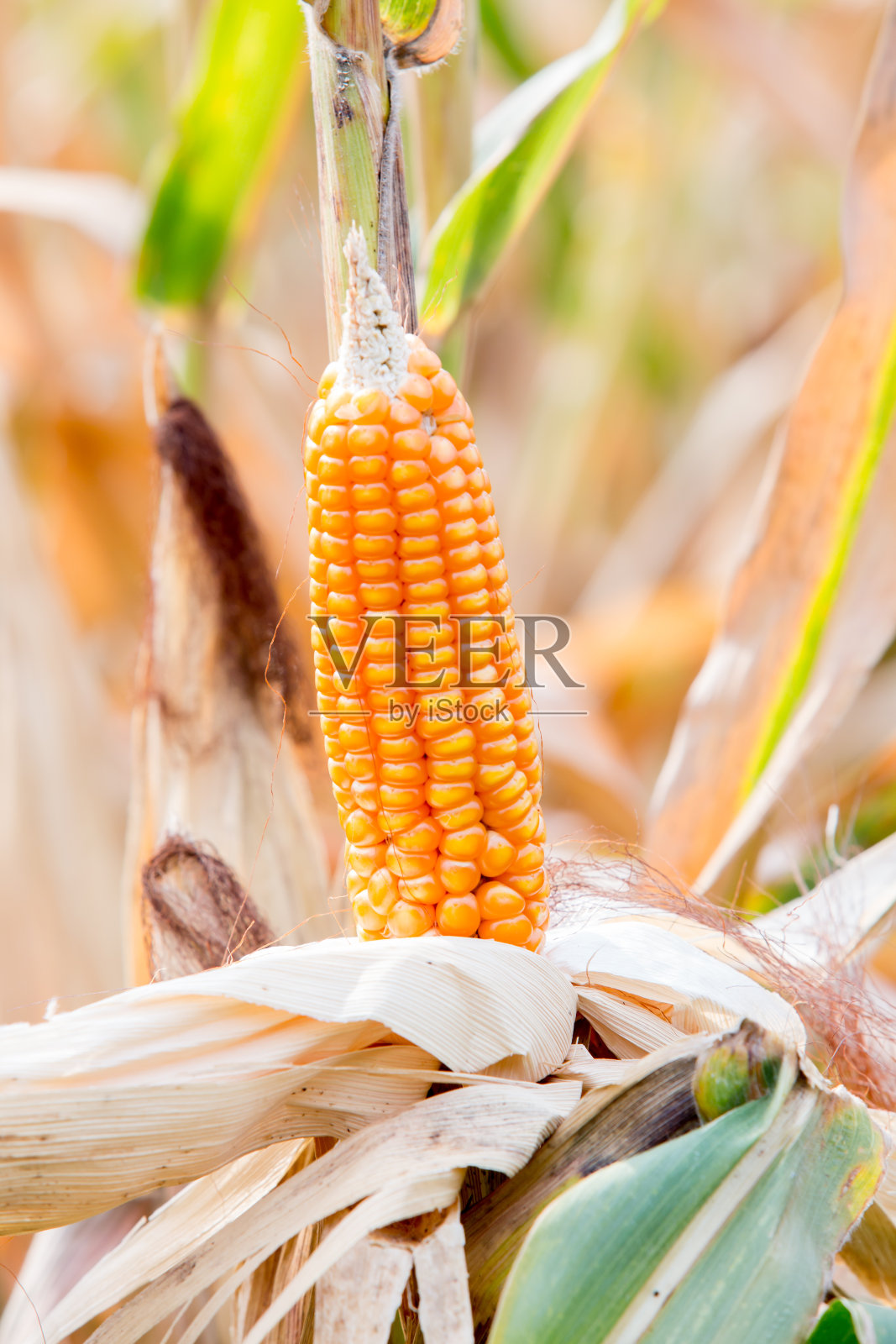 玉米田照片摄影图片