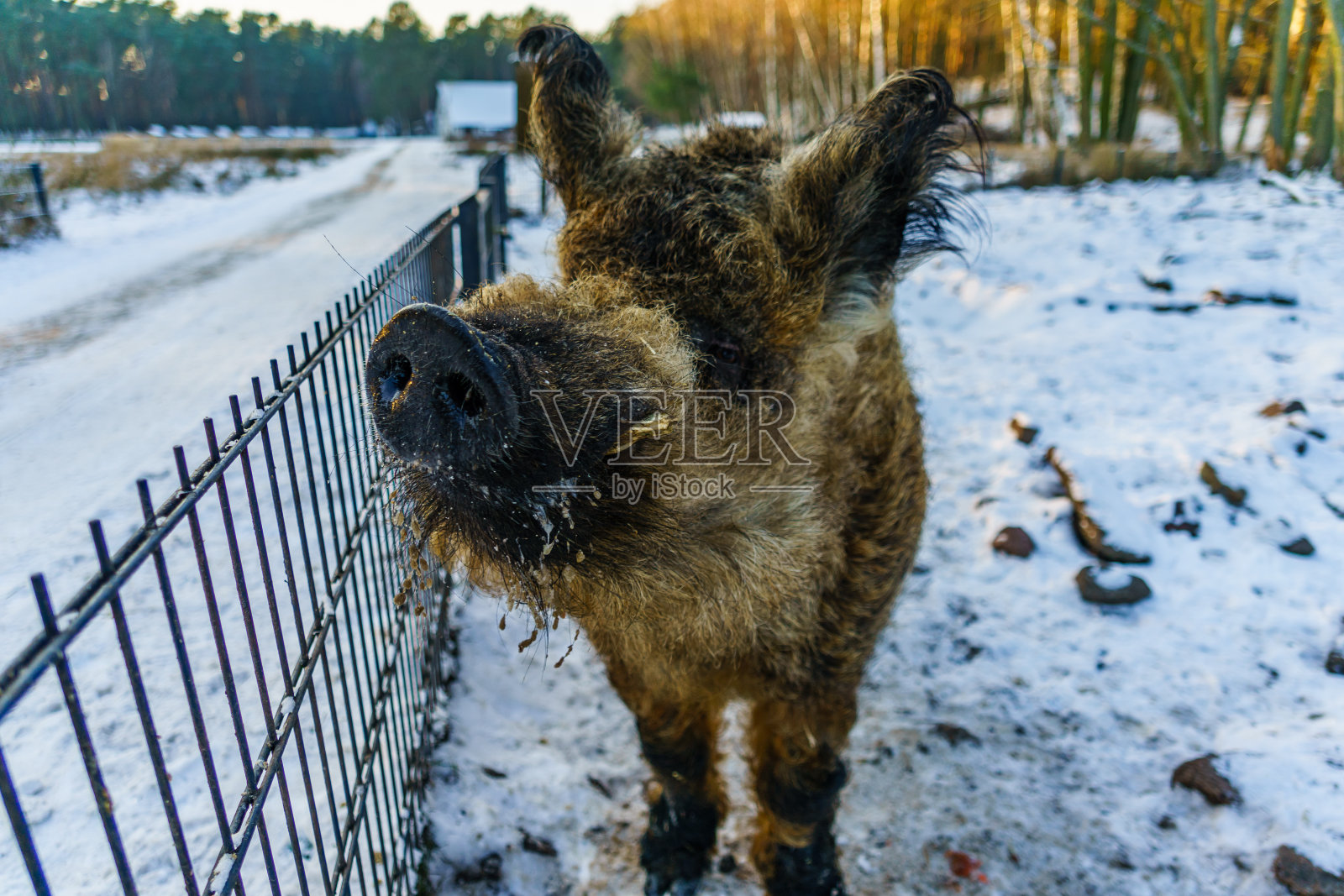在动物保护区的围栏里吃草的猪照片摄影图片