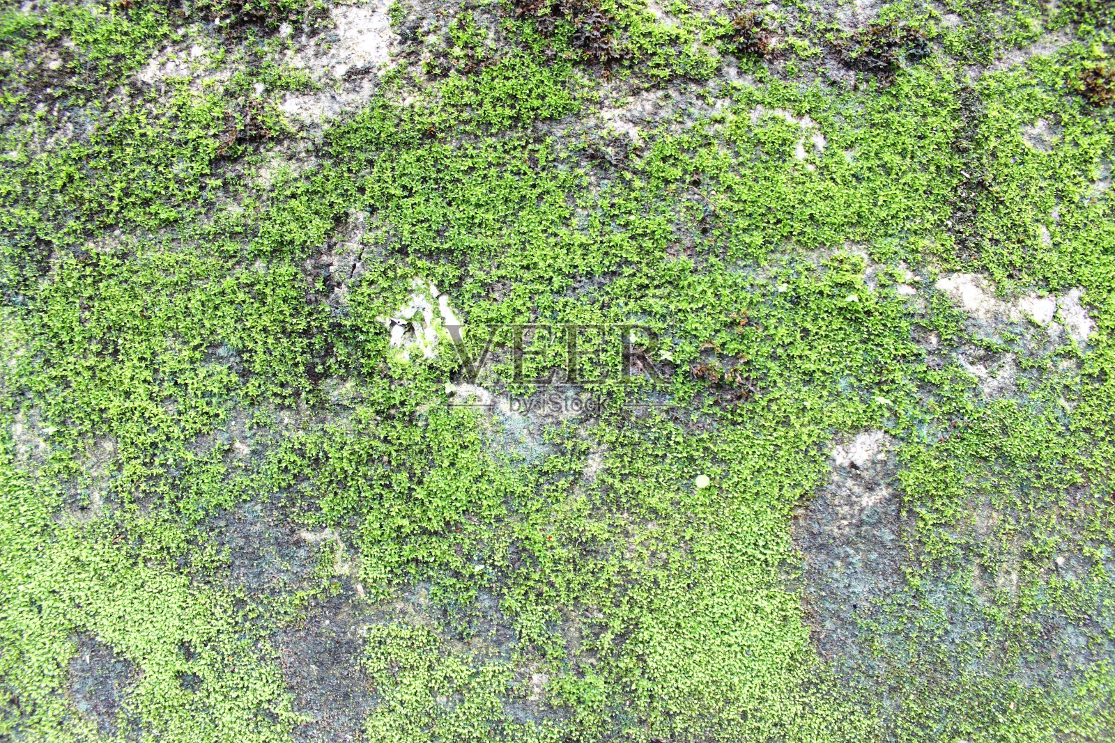 老石墙上的海藻照片摄影图片