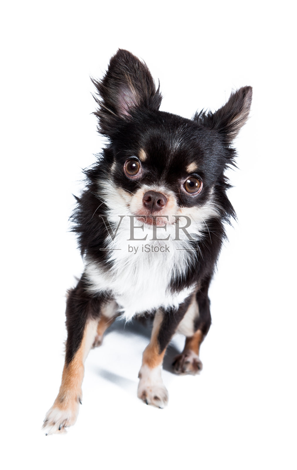 吉娃娃孤立在白色背景照片摄影图片