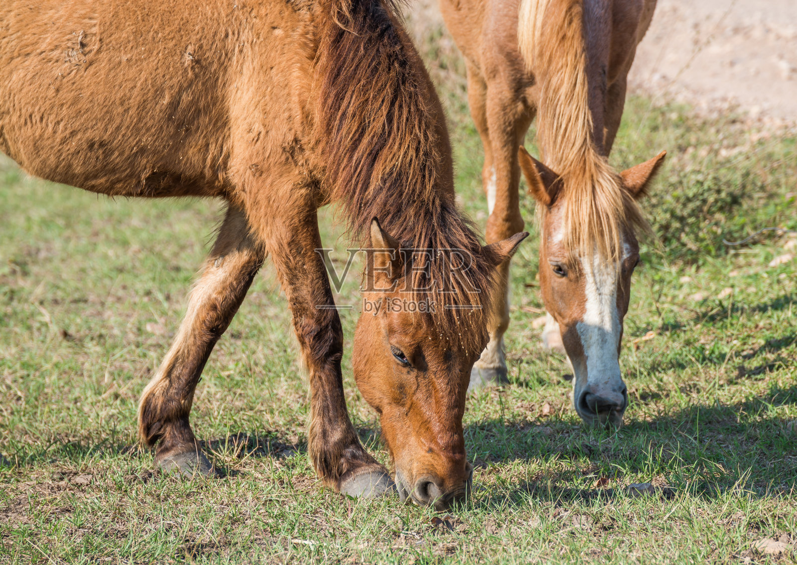 棕色的马在地上吃草照片摄影图片