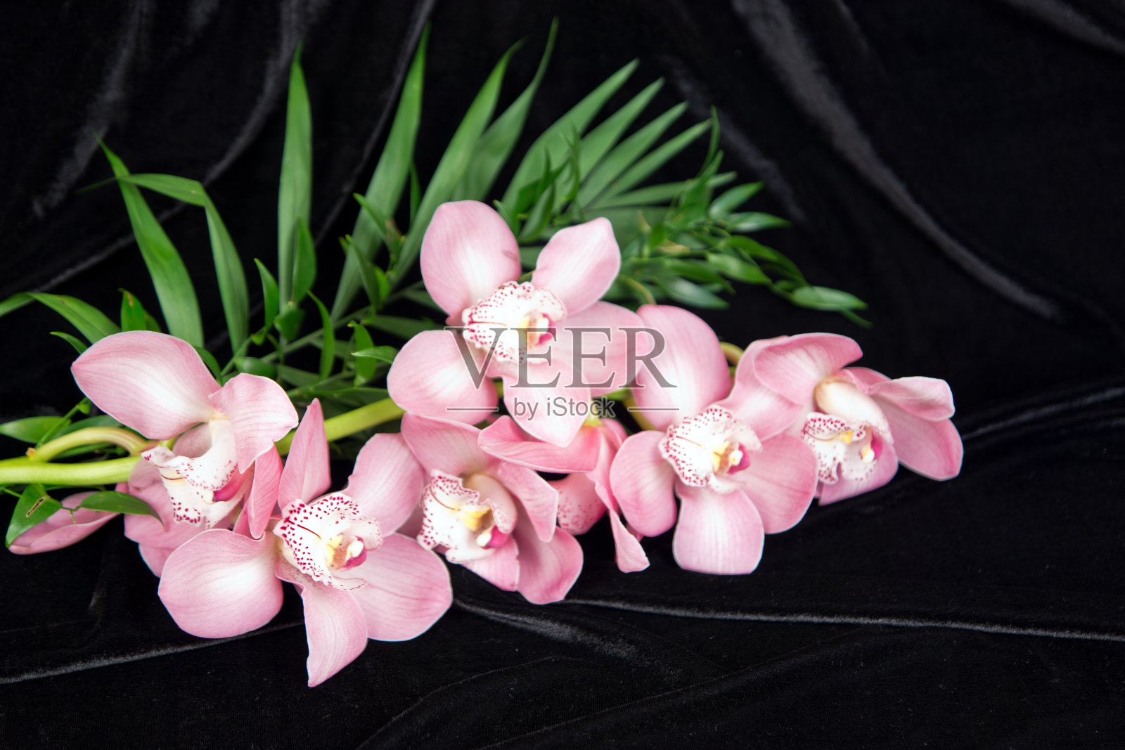 黑色背景上的美丽兰花照片摄影图片