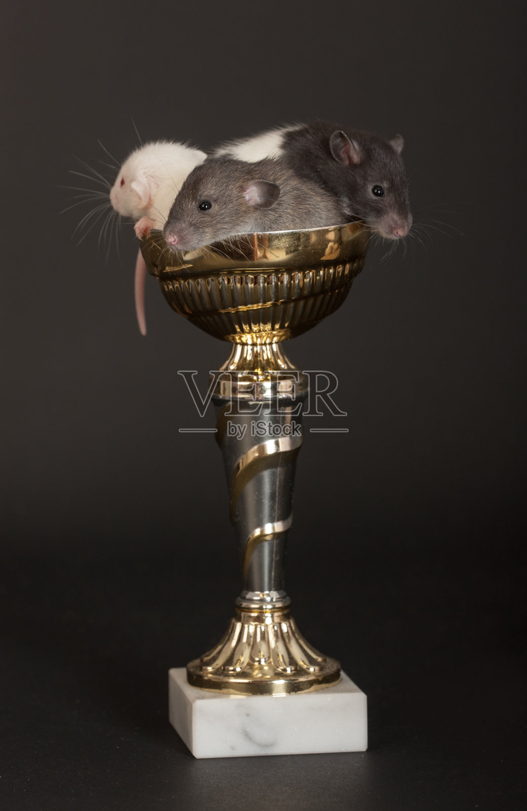 小老鼠照片摄影图片