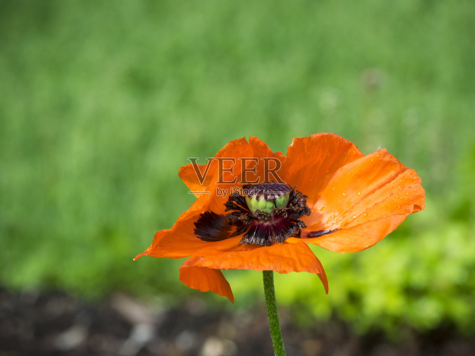 罂粟花盛开照片摄影图片