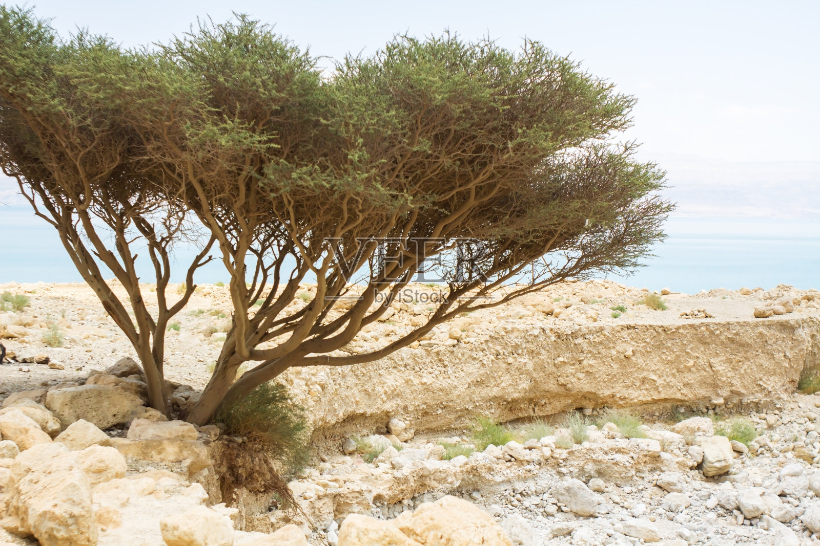 沙漠中的树。照片摄影图片