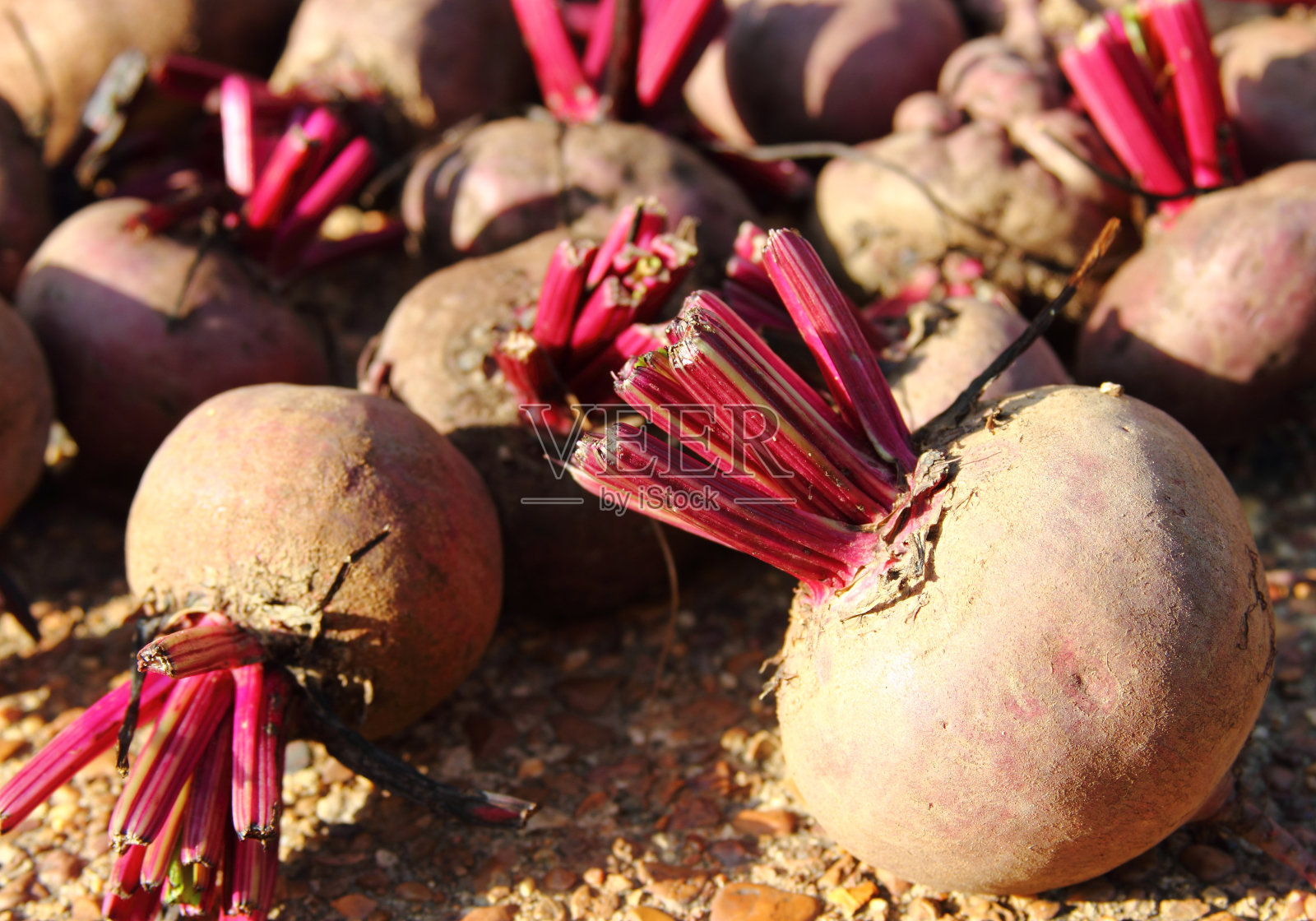 夏天甜菜收获照片摄影图片