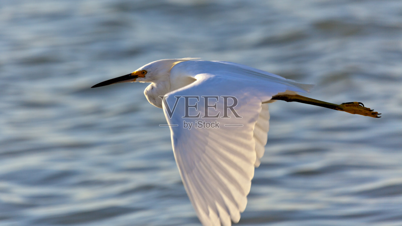 白鹭(鹭鸟)在水上飞行照片摄影图片