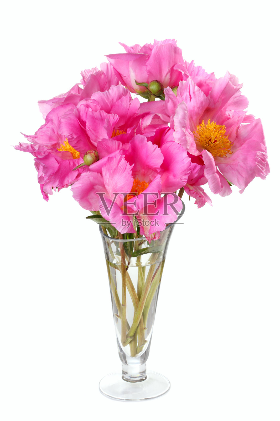 花束牡丹品种羽绒粉红色孤立在白色背景照片摄影图片