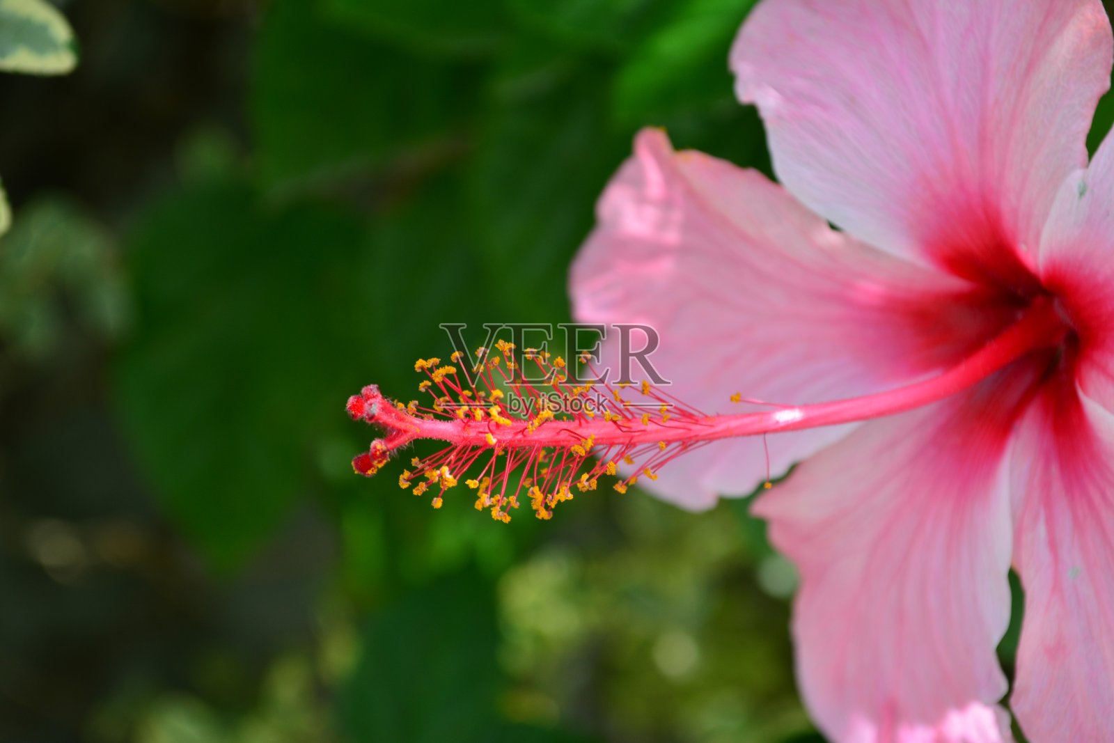 美丽的粉红色芙蓉花照片摄影图片