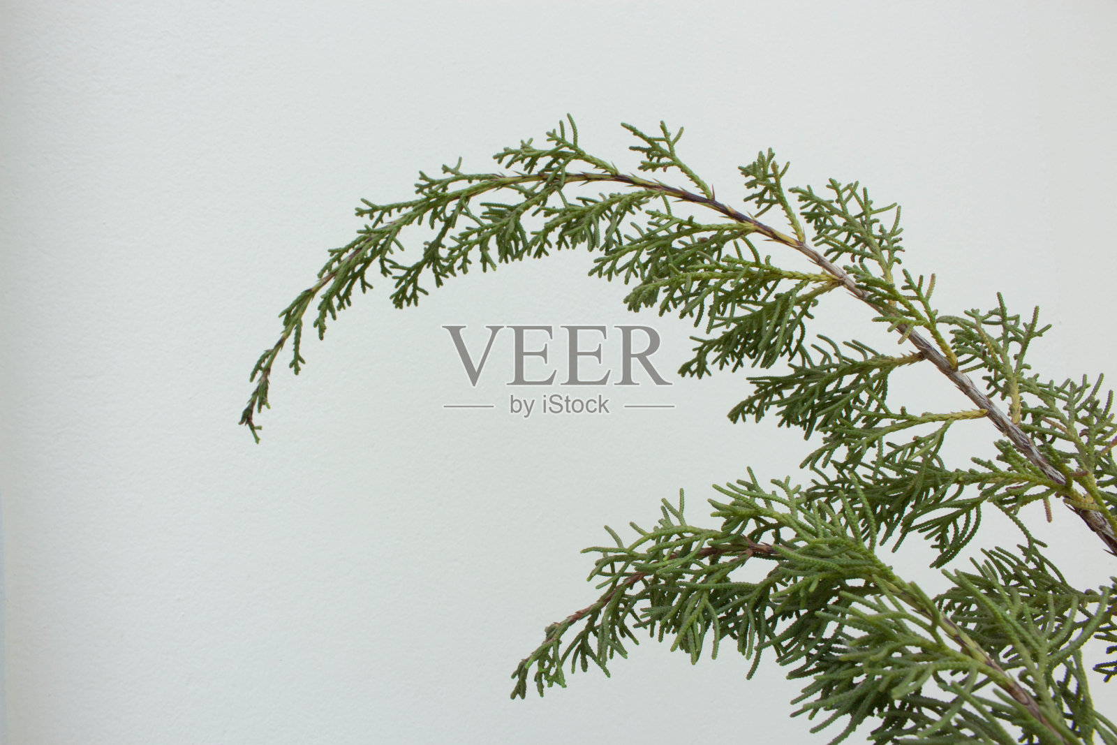 松树的叶子照片摄影图片