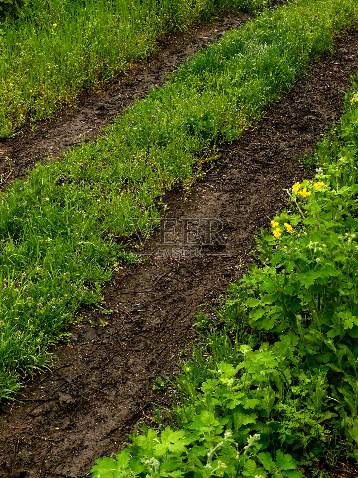 乡间小路照片摄影图片