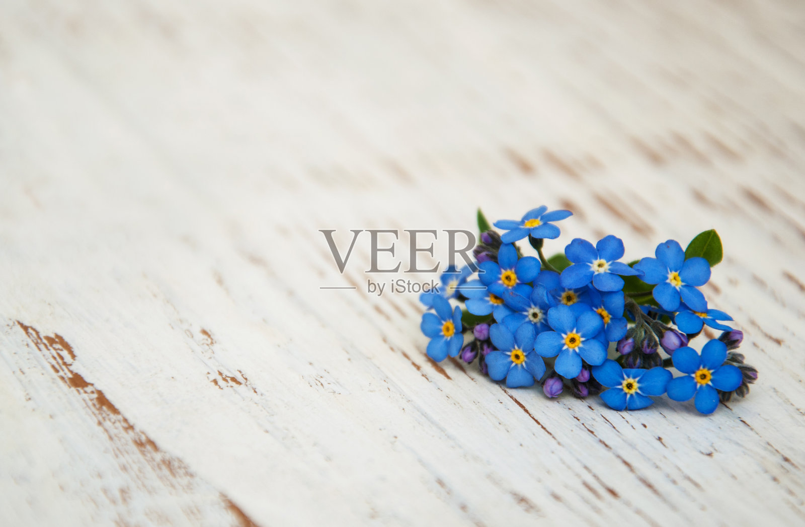 勿忘我的花照片摄影图片