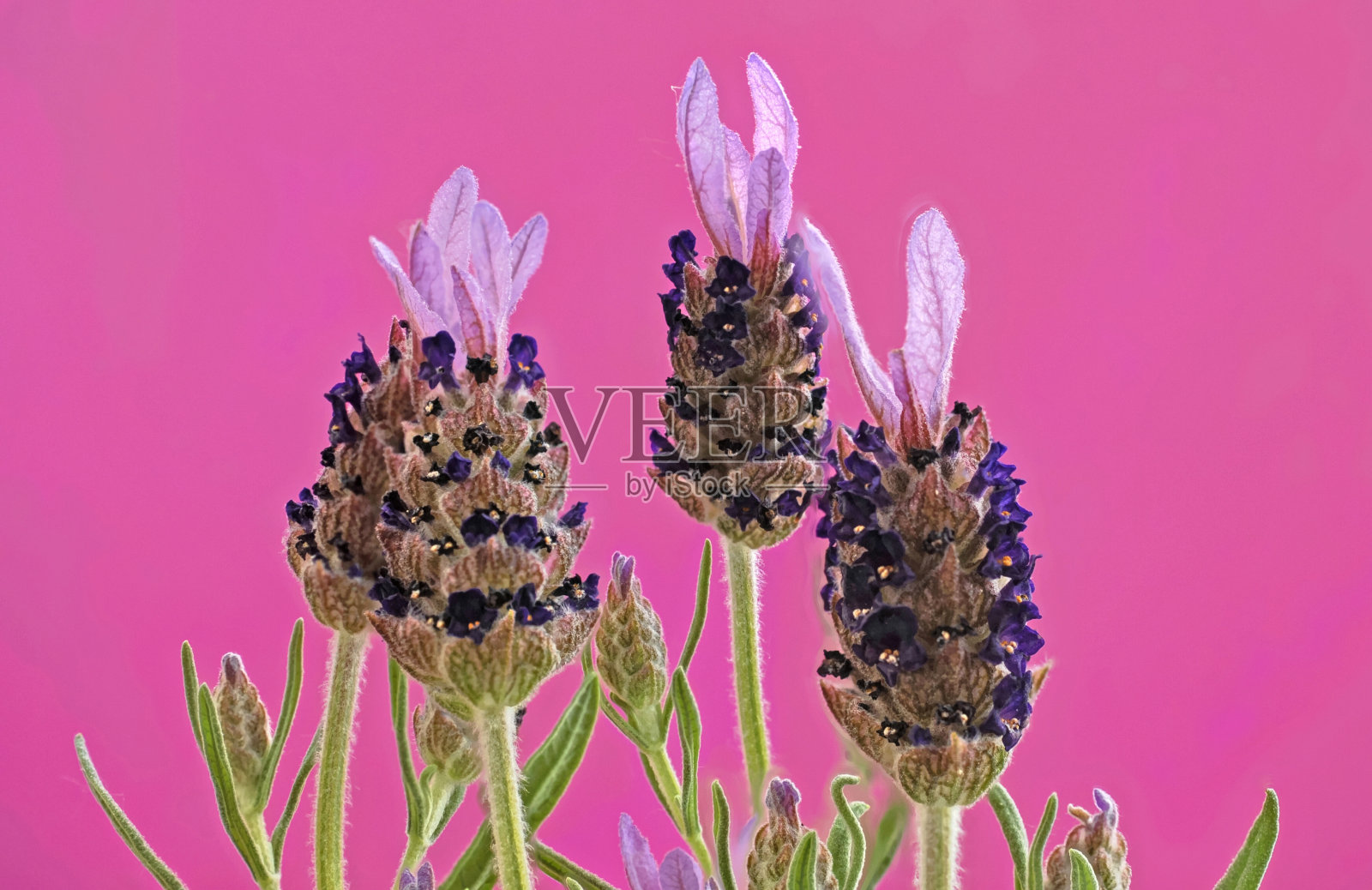 开花的Schopf -薰衣草照片摄影图片